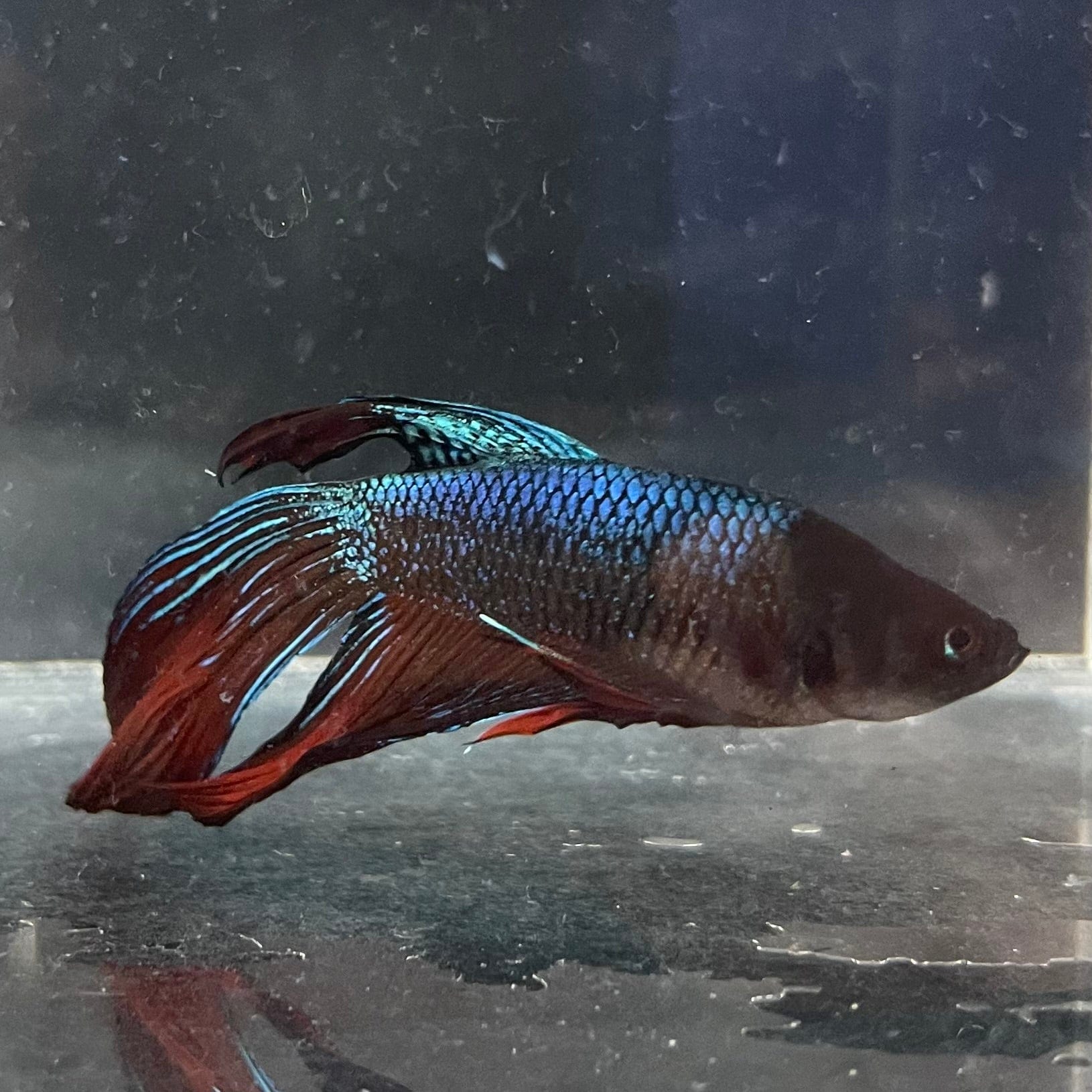 the-fish-farm Male Betta Male Betta - One Only - 8 Choose your favourite Male Betta from The Fish Farm Australia