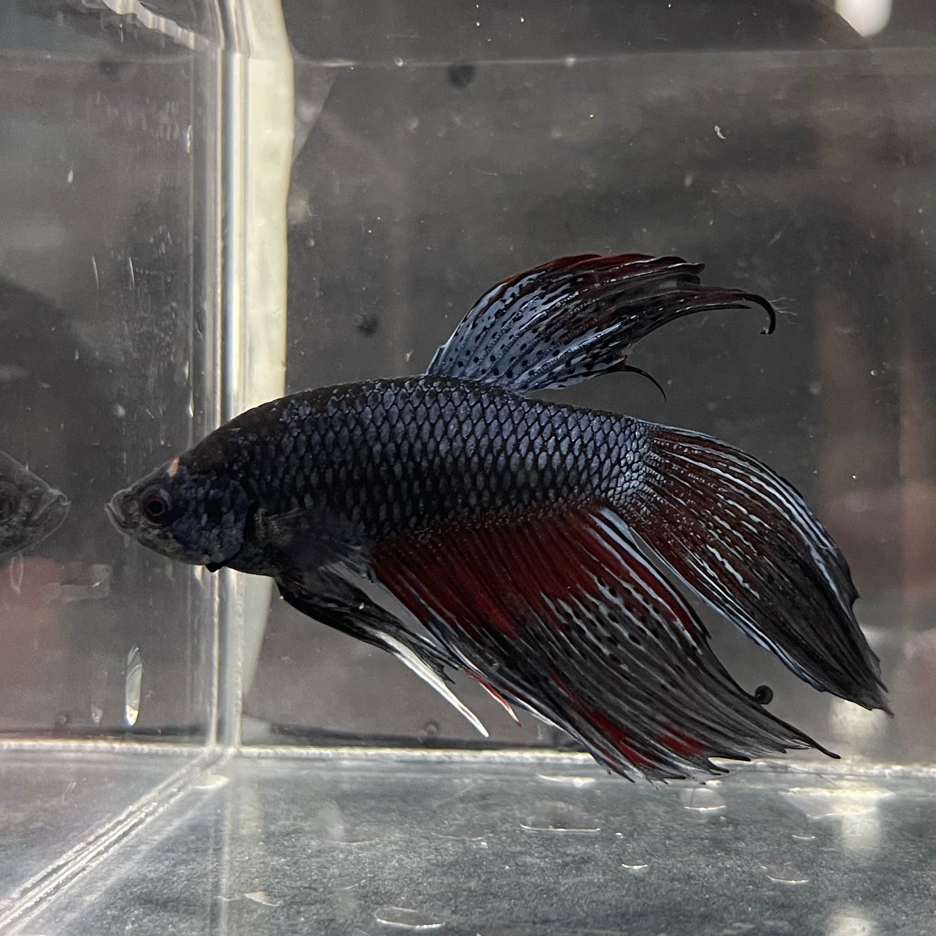 the-fish-farm Male Betta Male Betta - One Only - 9 Choose your favourite Male Betta from The Fish Farm Australia