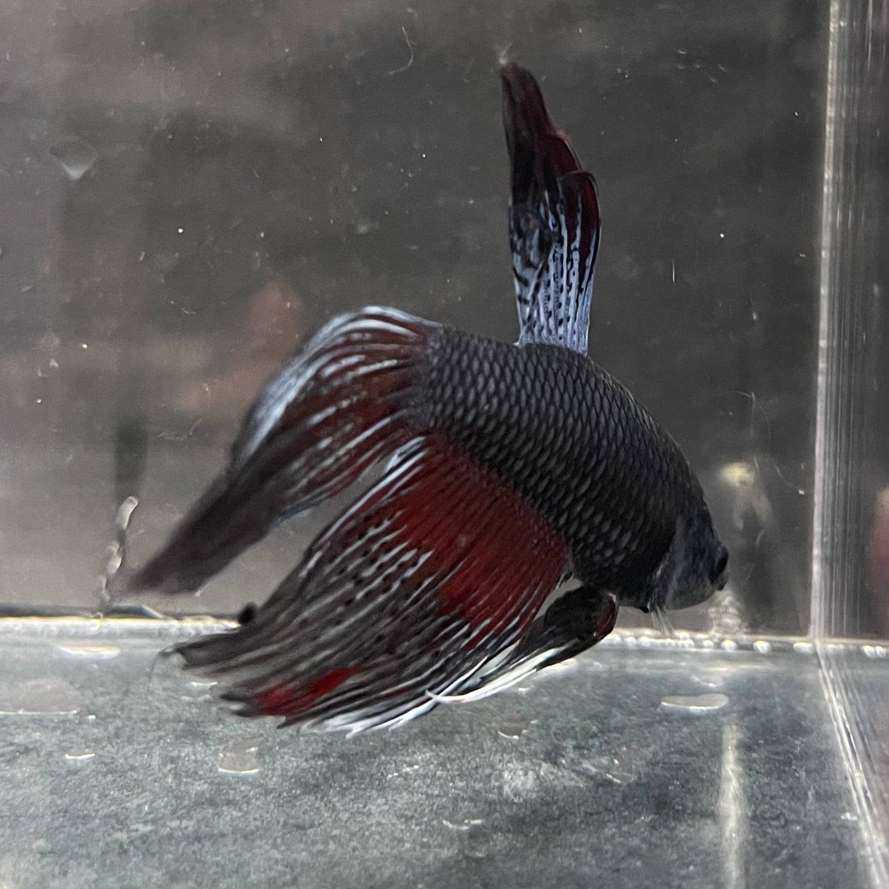 the-fish-farm Male Betta Male Betta - One Only - 9 Choose your favourite Male Betta from The Fish Farm Australia