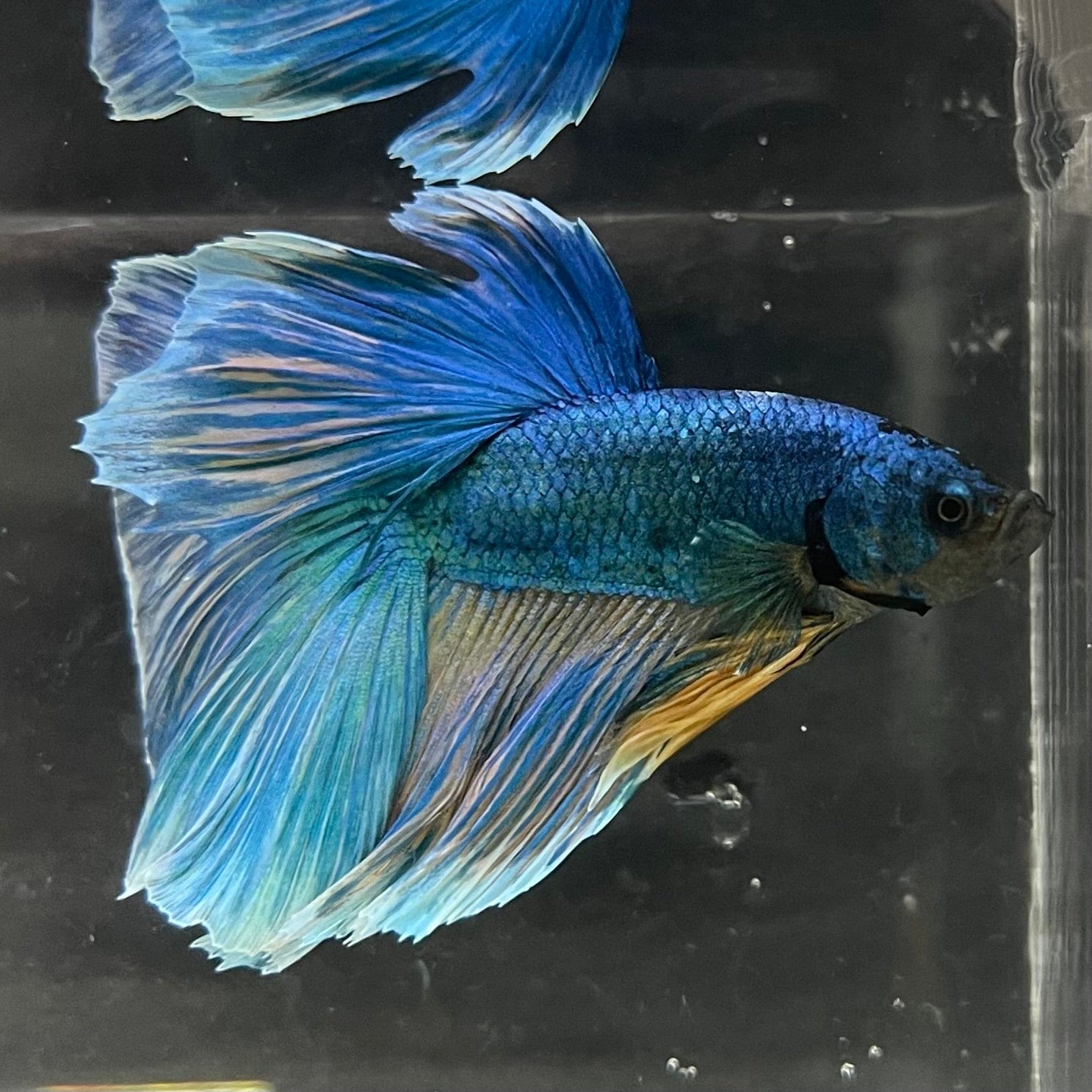 the-fish-farm Male Betta Male Betta - One Only - 9 Choose your favourite Male Betta from The Fish Farm Australia