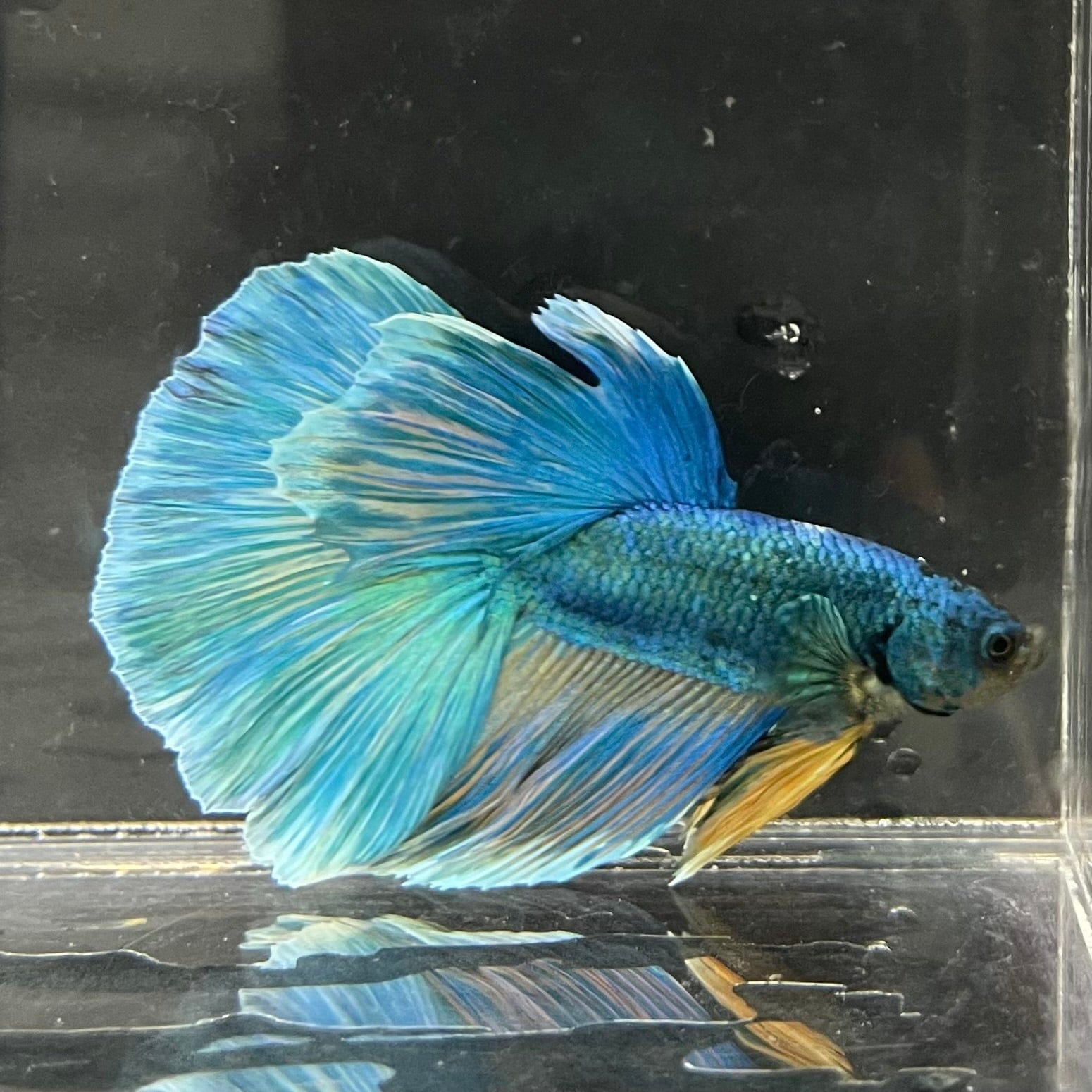the-fish-farm Male Betta Male Betta - One Only - 9 Choose your favourite Male Betta from The Fish Farm Australia