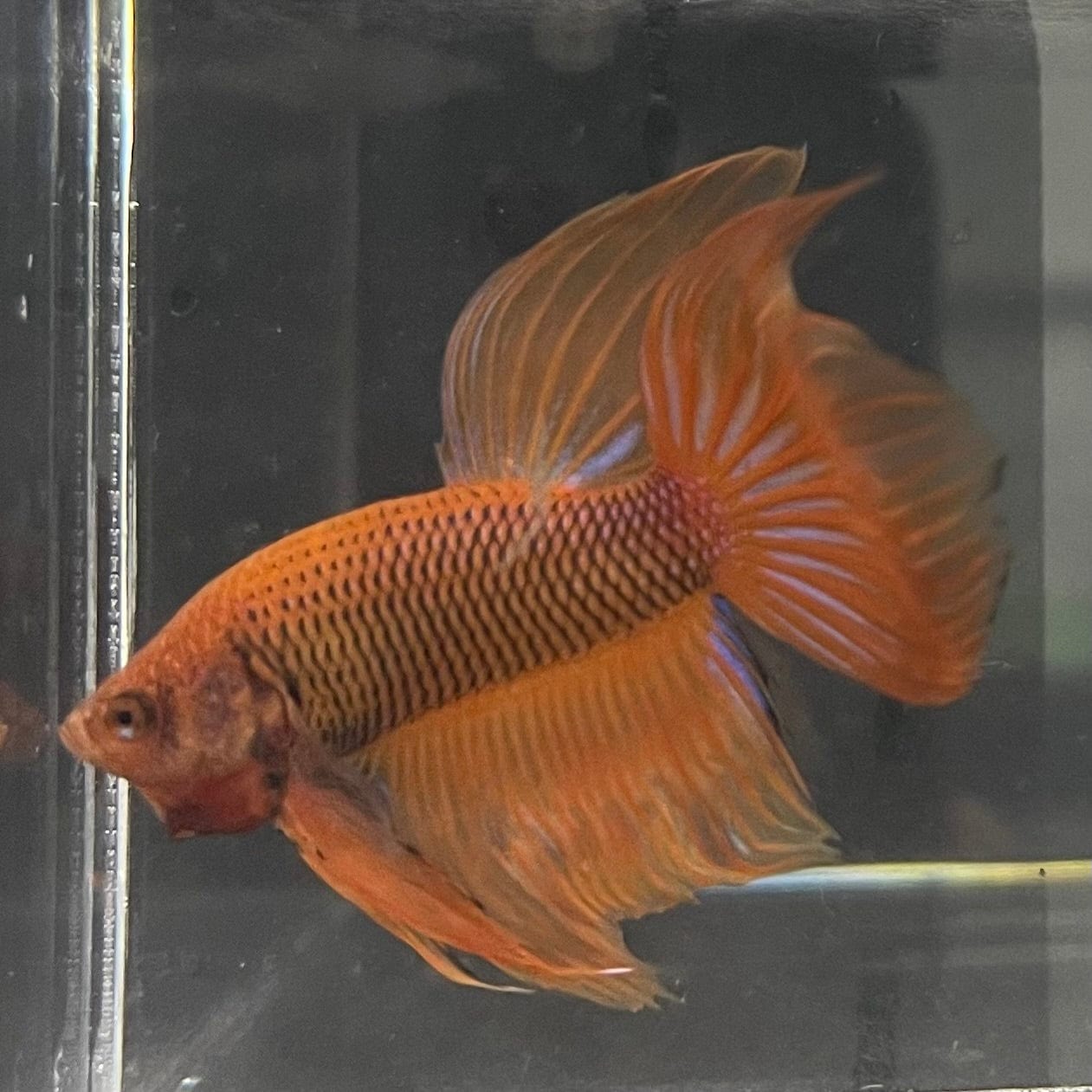 the-fish-farm Male Betta Male Betta - One Only - 9 Choose your favourite Male Betta from The Fish Farm Australia