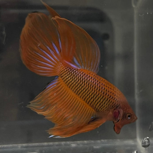 the-fish-farm Male Betta Male Betta - One Only - 9 Choose your favourite Male Betta from The Fish Farm Australia