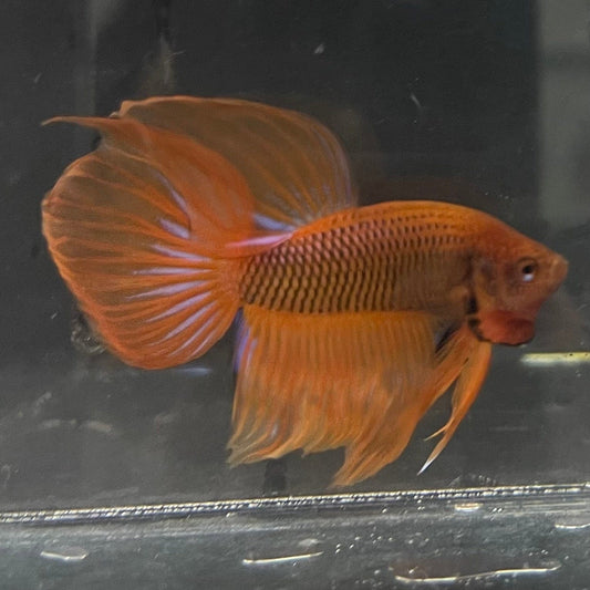 the-fish-farm Male Betta Male Betta - One Only - 9 Choose your favourite Male Betta from The Fish Farm Australia