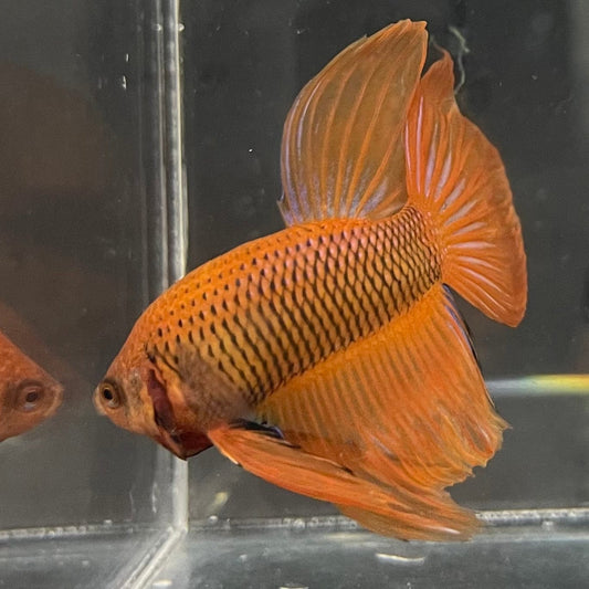 the-fish-farm Male Betta Male Betta - One Only - 9 Choose your favourite Male Betta from The Fish Farm Australia