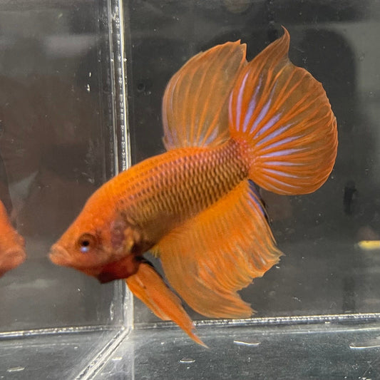 the-fish-farm Male Betta Male Betta - One Only - 9 Choose your favourite Male Betta from The Fish Farm Australia