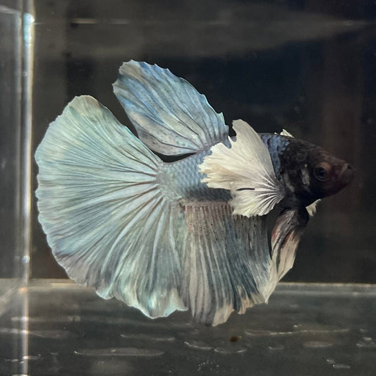 the-fish-farm Male Betta Male Betta - One Only - 9 Choose your favourite Male Betta from The Fish Farm Australia