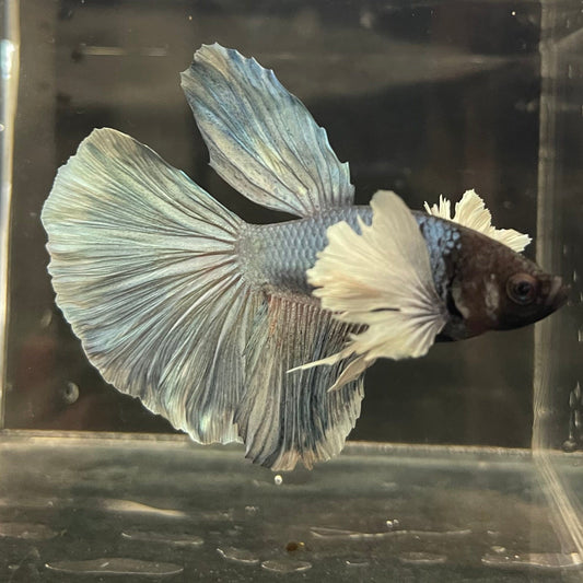 the-fish-farm Male Betta Male Betta - One Only - 9 Choose your favourite Male Betta from The Fish Farm Australia