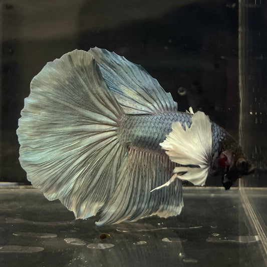 the-fish-farm Male Betta Male Betta - One Only - 9 Choose your favourite Male Betta from The Fish Farm Australia