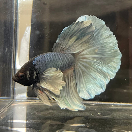 the-fish-farm Male Betta Male Betta - One Only - 9 Choose your favourite Male Betta from The Fish Farm Australia