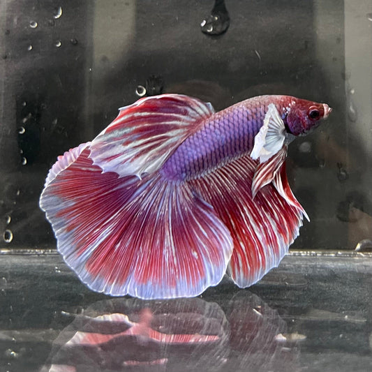 the-fish-farm Male Betta Male Betta - One Only - 9 Choose your favourite Male Betta from The Fish Farm Australia