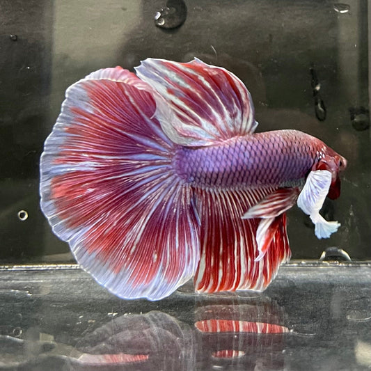 the-fish-farm Male Betta Male Betta - One Only - 9 Choose your favourite Male Betta from The Fish Farm Australia