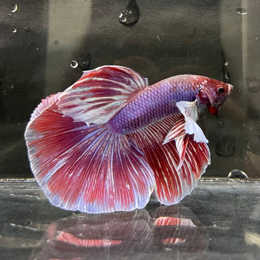 the-fish-farm Male Betta Male Betta - One Only - 9 Choose your favourite Male Betta from The Fish Farm Australia