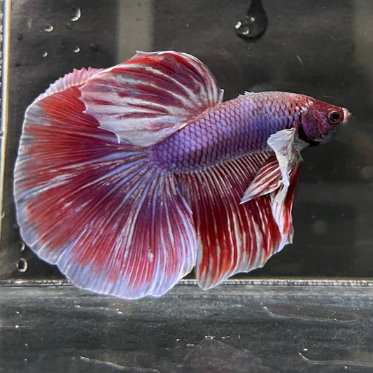 the-fish-farm Male Betta Male Betta - One Only - 9 Choose your favourite Male Betta from The Fish Farm Australia