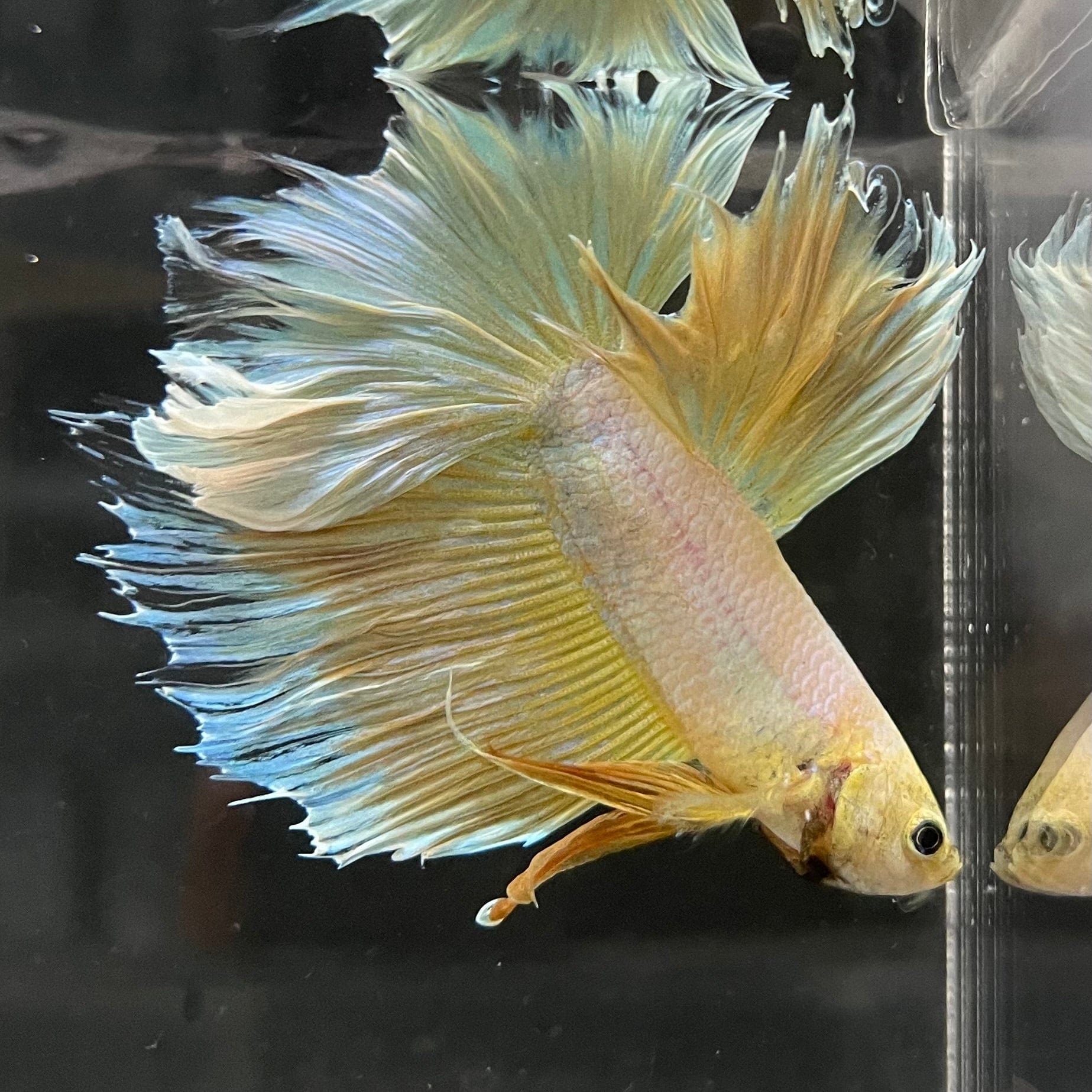 the-fish-farm Male Betta Male Betta - One Only - 9 Choose your favourite Male Betta from The Fish Farm Australia