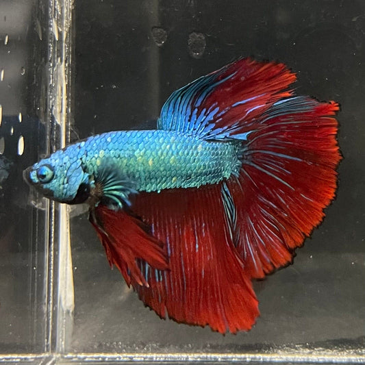 the-fish-farm Male Betta Male Betta - One Only - 9 Choose your favourite Male Betta from The Fish Farm Australia