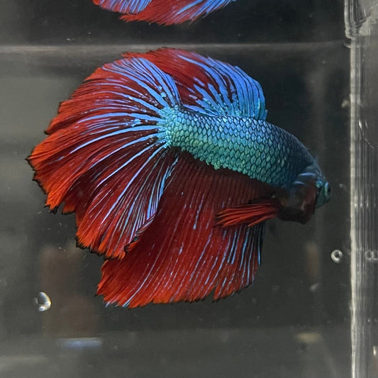 the-fish-farm Male Betta Male Betta - One Only - 9 Choose your favourite Male Betta from The Fish Farm Australia