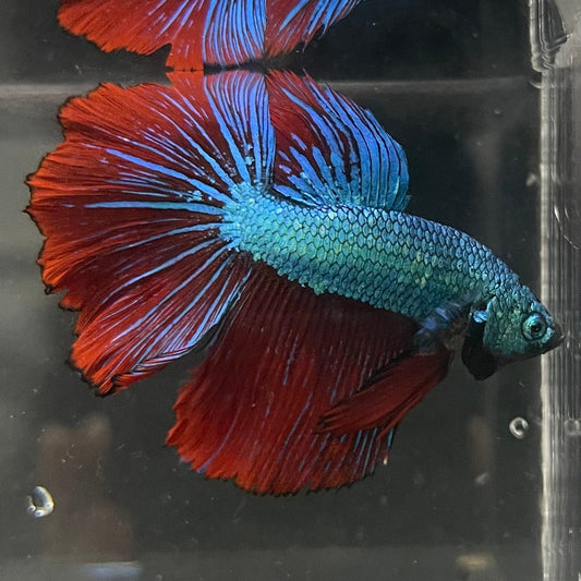the-fish-farm Male Betta Male Betta - One Only - 9 Choose your favourite Male Betta from The Fish Farm Australia