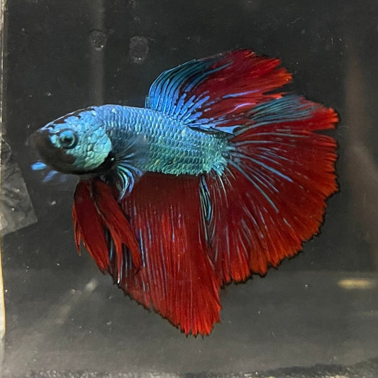 the-fish-farm Male Betta Male Betta - One Only - 9 Choose your favourite Male Betta from The Fish Farm Australia