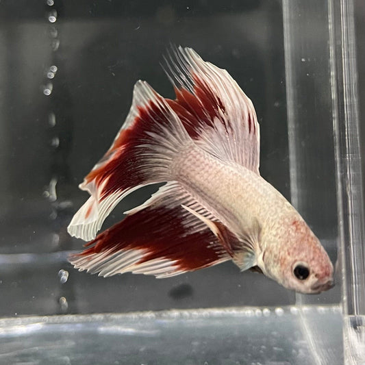 the-fish-farm Male Betta Male Betta - One Only - 9 Choose your favourite Male Betta from The Fish Farm Australia
