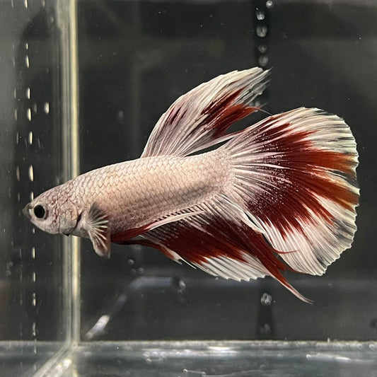 the-fish-farm Male Betta Male Betta - One Only - 9 Choose your favourite Male Betta from The Fish Farm Australia