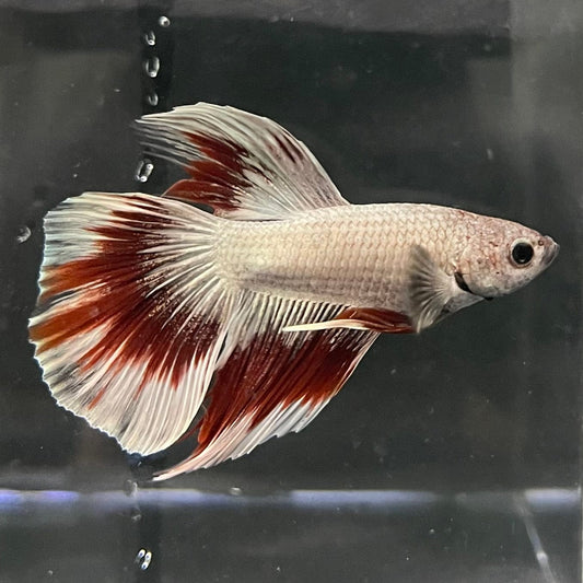 the-fish-farm Male Betta Male Betta - One Only - 9 Choose your favourite Male Betta from The Fish Farm Australia