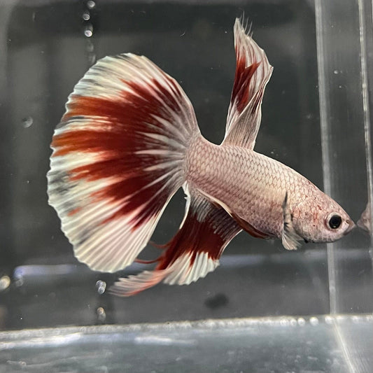 the-fish-farm Male Betta Male Betta - One Only - 9 Choose your favourite Male Betta from The Fish Farm Australia