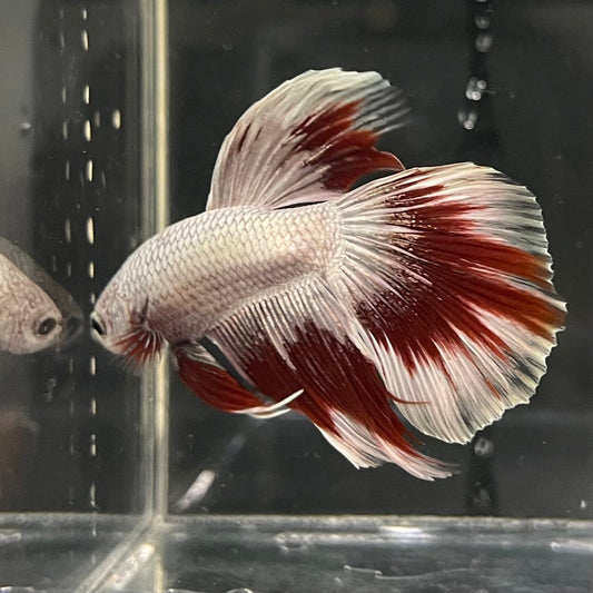 the-fish-farm Male Betta Male Betta - One Only - 9 Choose your favourite Male Betta from The Fish Farm Australia