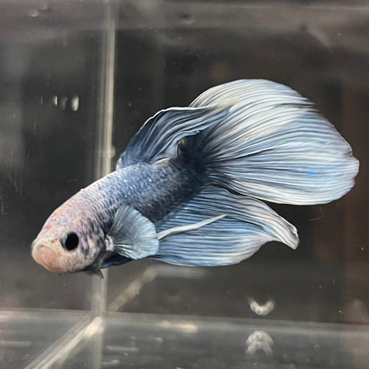 the-fish-farm Male Betta Male Betta - One Only - 9 Choose your favourite Male Betta from The Fish Farm Australia