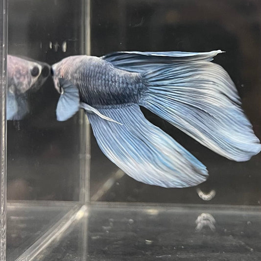 the-fish-farm Male Betta Male Betta - One Only - 9 Choose your favourite Male Betta from The Fish Farm Australia