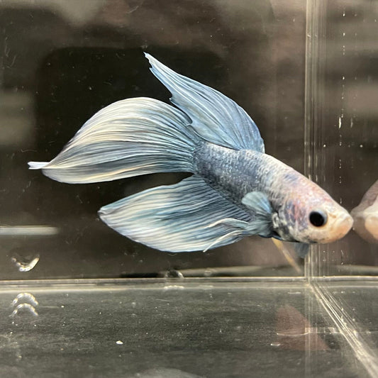 the-fish-farm Male Betta Male Betta - One Only - 9 Choose your favourite Male Betta from The Fish Farm Australia