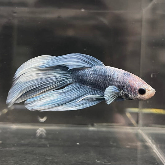 the-fish-farm Male Betta Male Betta - One Only - 9 Choose your favourite Male Betta from The Fish Farm Australia
