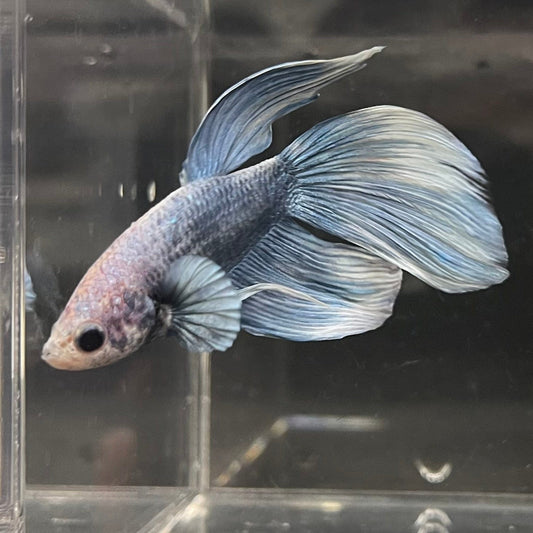 the-fish-farm Male Betta Male Betta - One Only - 9 Choose your favourite Male Betta from The Fish Farm Australia