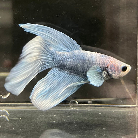 the-fish-farm Male Betta Male Betta - One Only - 9 Choose your favourite Male Betta from The Fish Farm Australia