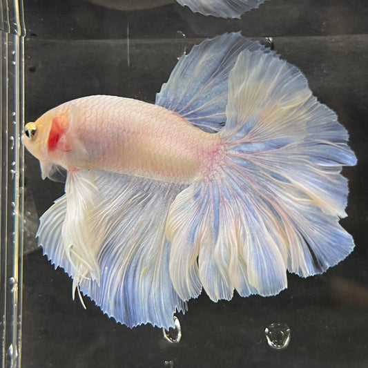 the-fish-farm Male Betta Male Betta - One Only - 9 Choose your favourite Male Betta from The Fish Farm Australia