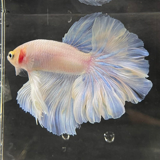 the-fish-farm Male Betta Male Betta - One Only - 9 Choose your favourite Male Betta from The Fish Farm Australia