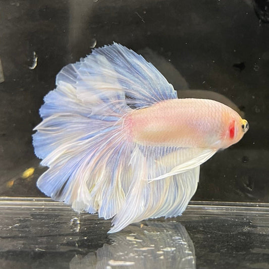 the-fish-farm Male Betta Male Betta - One Only - 9 Choose your favourite Male Betta from The Fish Farm Australia