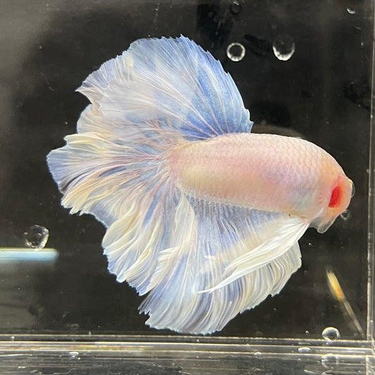 the-fish-farm Male Betta Male Betta - One Only - 9 Choose your favourite Male Betta from The Fish Farm Australia