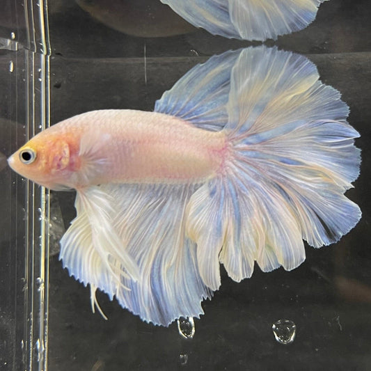the-fish-farm Male Betta Male Betta - One Only - 9 Choose your favourite Male Betta from The Fish Farm Australia