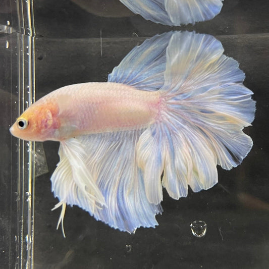 the-fish-farm Male Betta Male Betta - One Only - 9 Choose your favourite Male Betta from The Fish Farm Australia