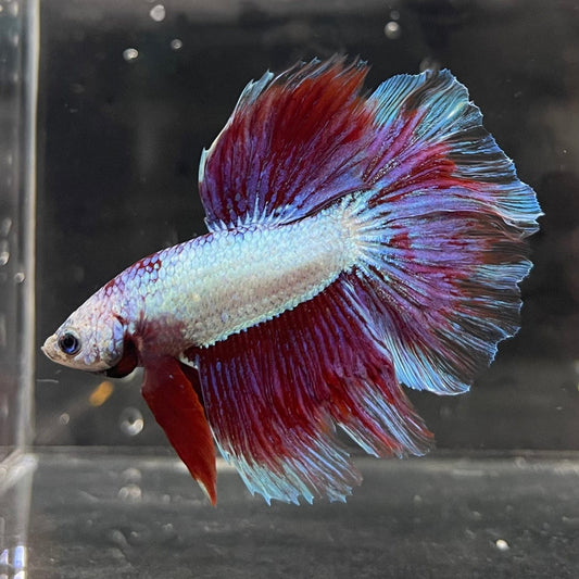 the-fish-farm Male Betta Male Betta - One Only - 9 Choose your favourite Male Betta from The Fish Farm Australia