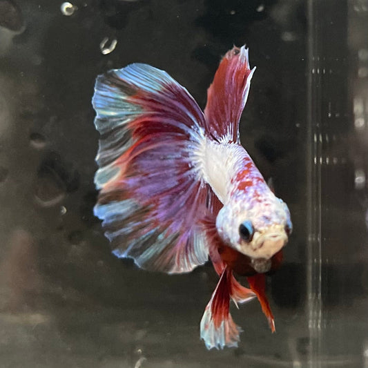 the-fish-farm Male Betta Male Betta - One Only - 9 Choose your favourite Male Betta from The Fish Farm Australia