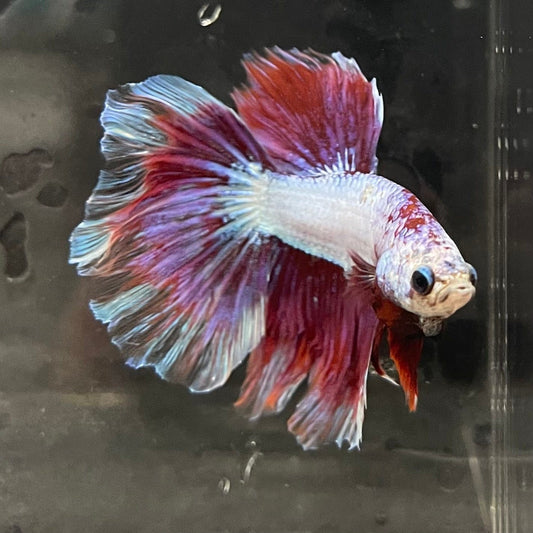 the-fish-farm Male Betta Male Betta - One Only - 9 Choose your favourite Male Betta from The Fish Farm Australia