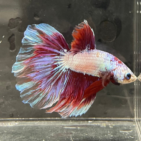 the-fish-farm Male Betta Male Betta - One Only - 9 Choose your favourite Male Betta from The Fish Farm Australia