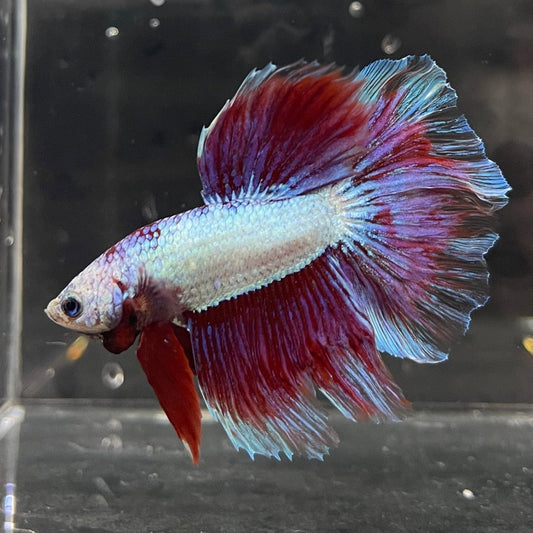 the-fish-farm Male Betta Male Betta - One Only - 9 Choose your favourite Male Betta from The Fish Farm Australia