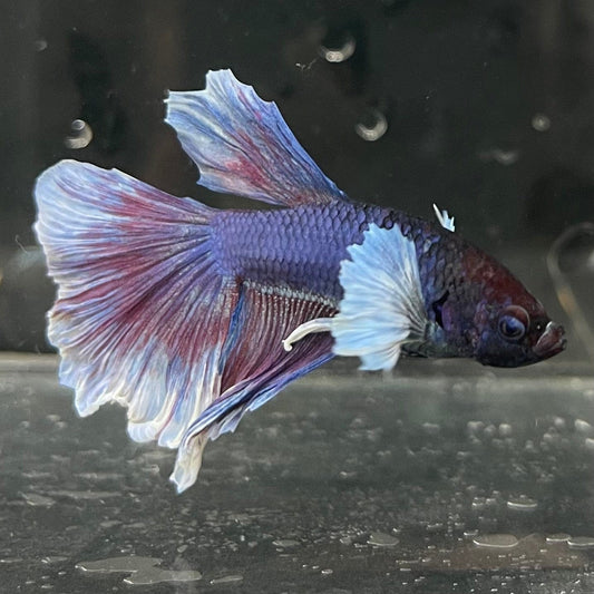 the-fish-farm Male Betta Male Betta - One Only - 9 Choose your favourite Male Betta from The Fish Farm Australia