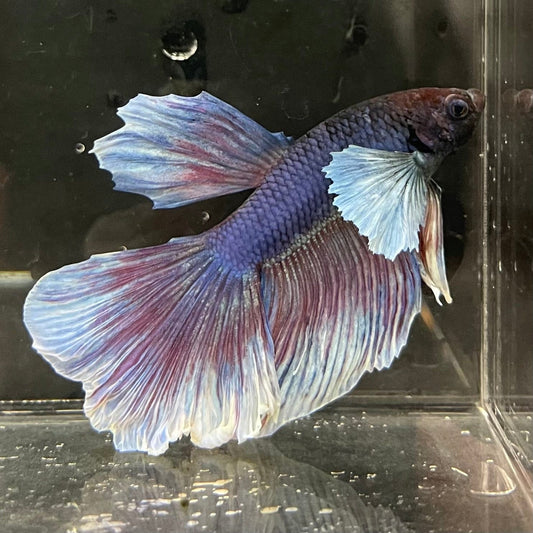 the-fish-farm Male Betta Male Betta - One Only - 9 Choose your favourite Male Betta from The Fish Farm Australia