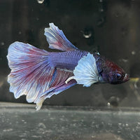 the-fish-farm Male Betta Male Betta - One Only - 9 Choose your favourite Male Betta from The Fish Farm Australia