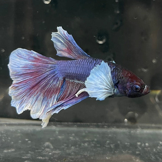 the-fish-farm Male Betta Male Betta - One Only - 9 Choose your favourite Male Betta from The Fish Farm Australia