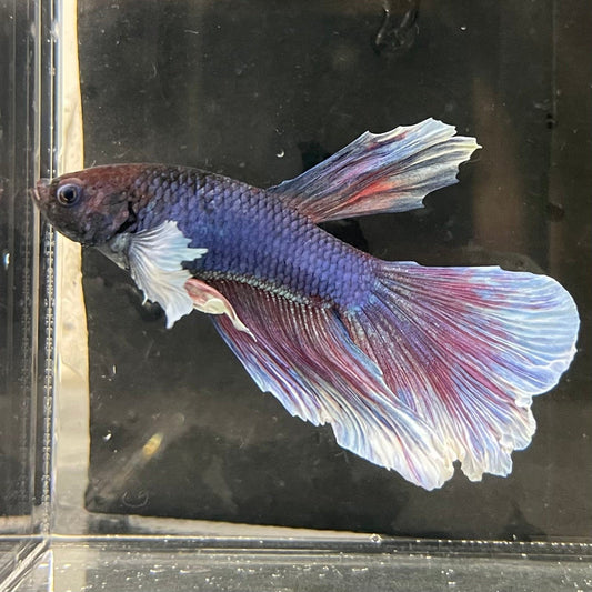 the-fish-farm Male Betta Male Betta - One Only - 9 Choose your favourite Male Betta from The Fish Farm Australia